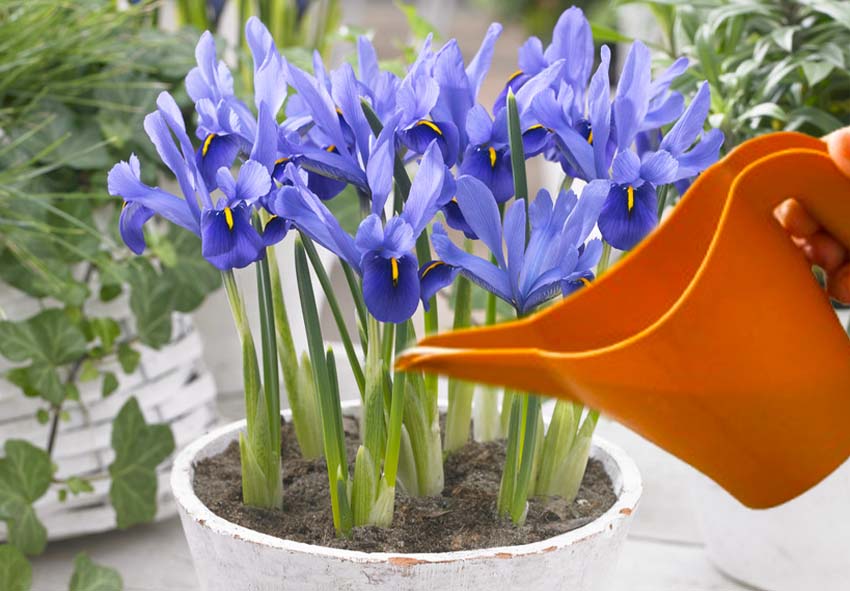 Care for Dutch Irises