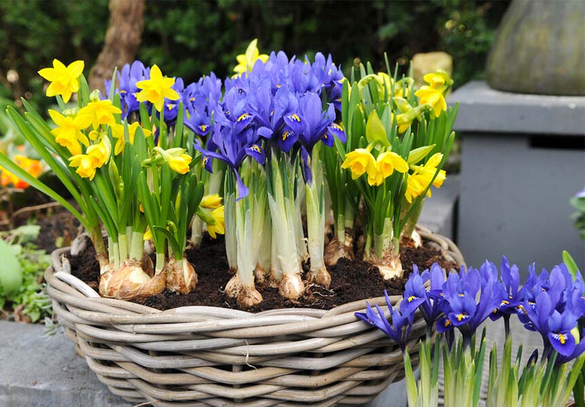 Dutch irises in garden design