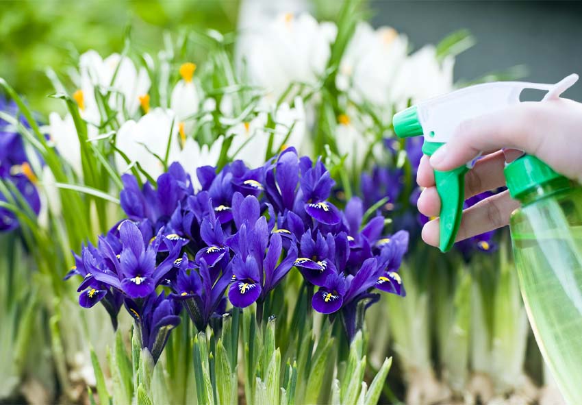 Pests and Diseases control for dutch irises