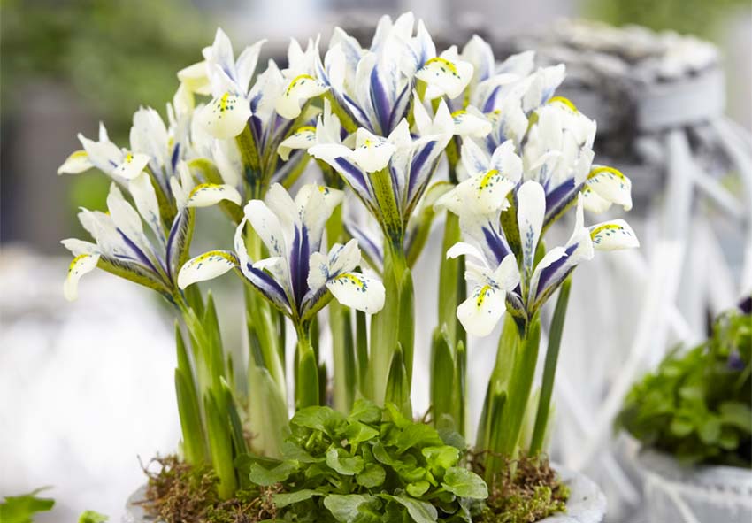 dutch irises flowering