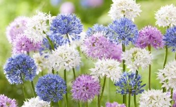 Elevating Alliums Design: Ornamental Alliums in Garden Aesthetics