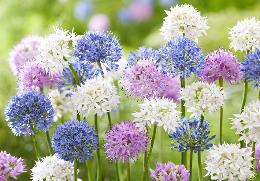 ornamental alliums for garden design