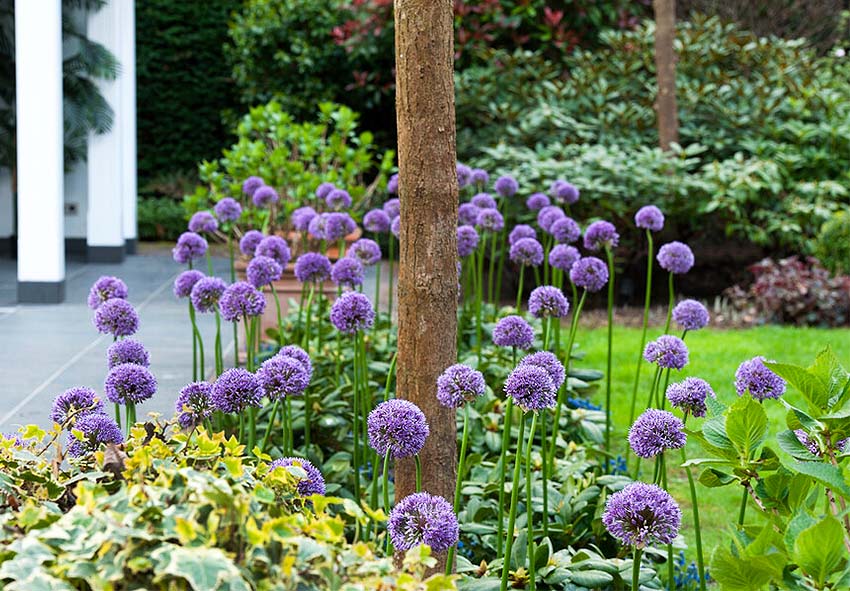 benefits of ornamental alliums