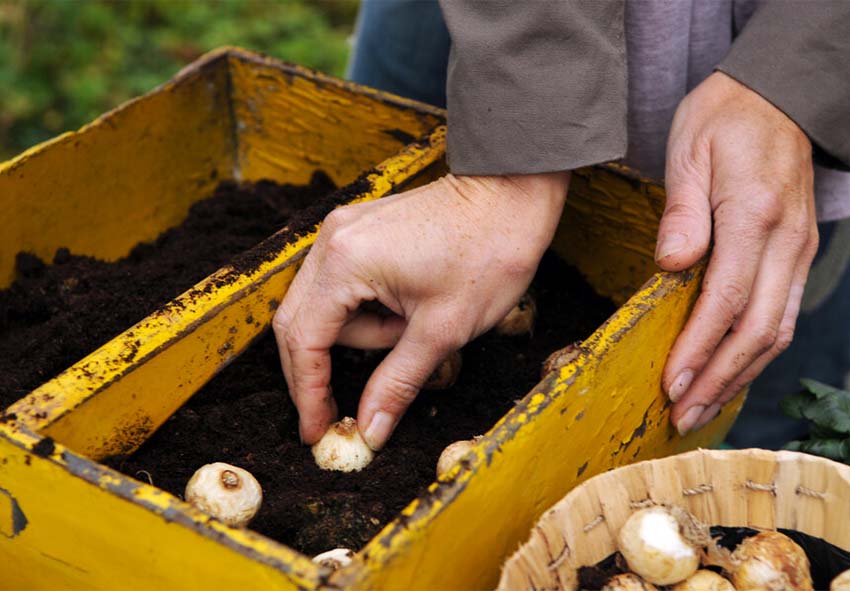 Planting Muscari bulbs