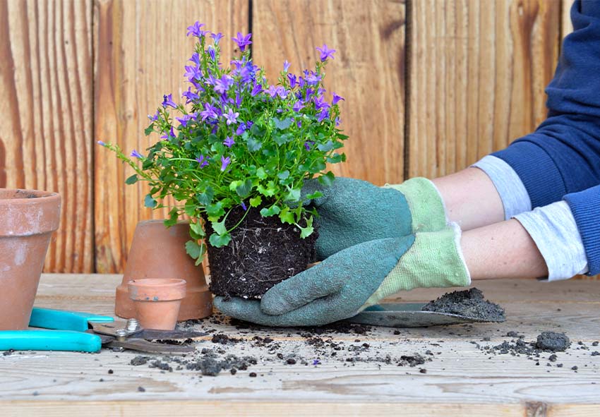 Winter care for container perennials