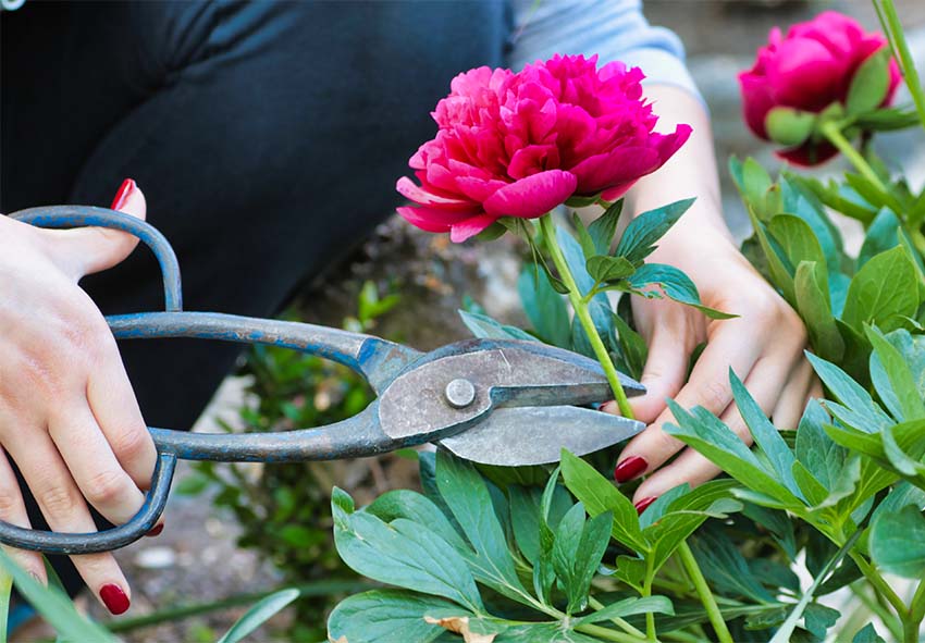 Pruning and cutting perennials