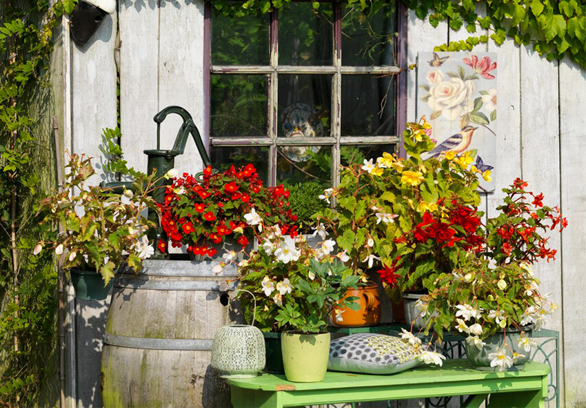 Begonia's in tuinontwerp