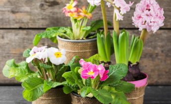 Winter Flowering and Beyond: Growing Potted Blooms and Overwintering Bulbs