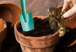 Complete Guide for Canna Lilies: Planting, Care & Landscaping Tips