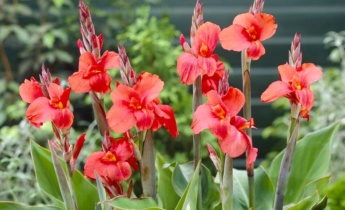 Complete Guide for Canna Lilies: Planting, Growing and Caring Advice