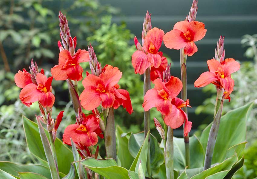 Kausittainen hoito Canna Lilies