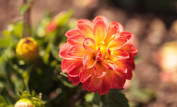 Creative Garden Designs with Dahlias: Perfect Planting and Pairings