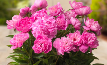 Your Guide for Peonies: From Planting and Care to Propagation