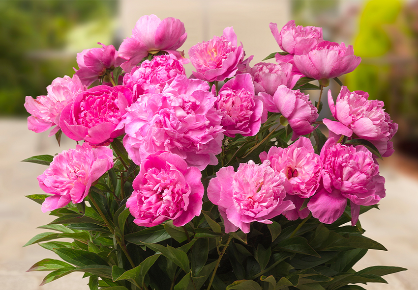 order peony bulbs online