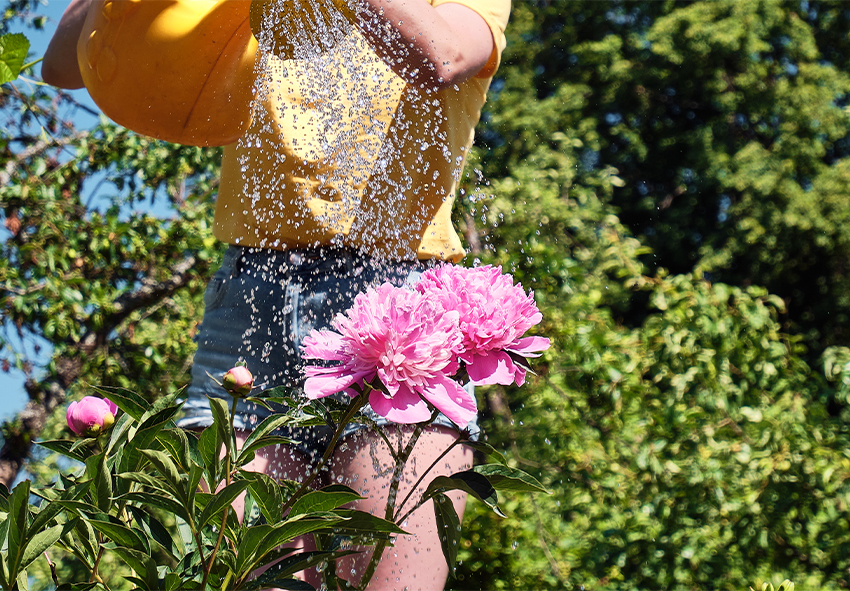 Watering needs for peonies