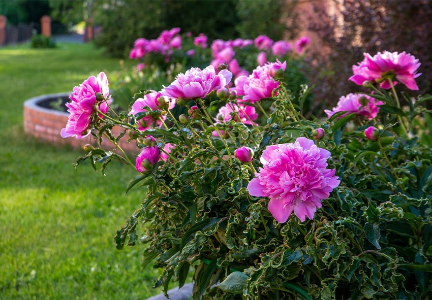 Using Peonies in Garden Designs