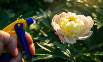 Peony Pest and Disease Control: How to Treat and Prevent Common Issues