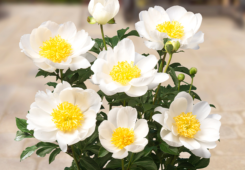 Seasonal Care for Peonies