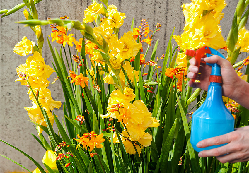 Gladioluksen kemialliset käsittelyt