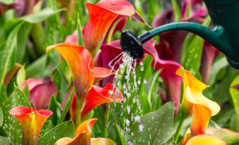 Year-Round Care for Canna Lilies: A Seasonal Guide