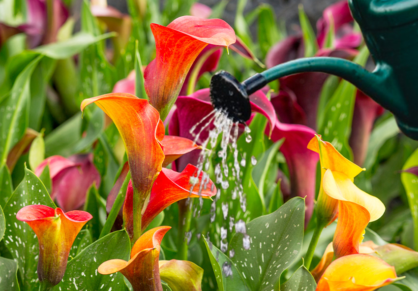 watering canna lilies