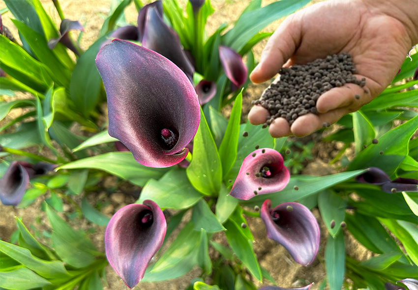 mulching canna lilies