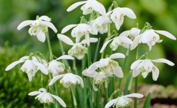 Full Guide for Galanthus: Planting, Growing, and Maintenance Tips