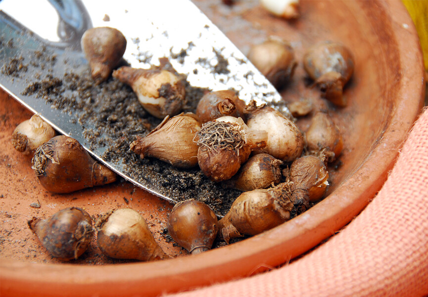 plantação de bolbos de galanthus