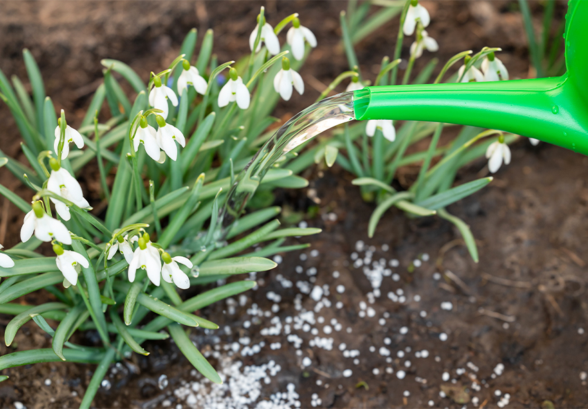 cuidados a ter com os galanthus após a plantação