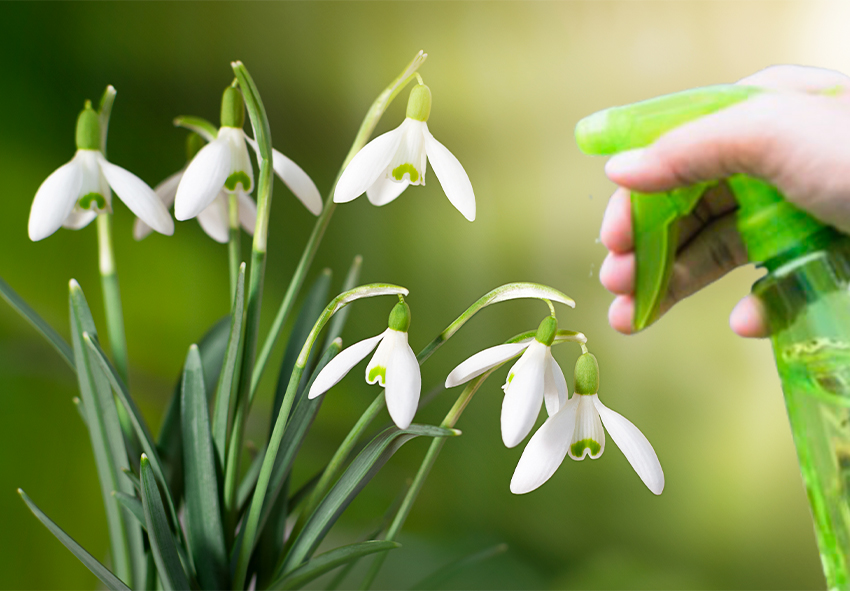 Pragas e doenças de Galanthus