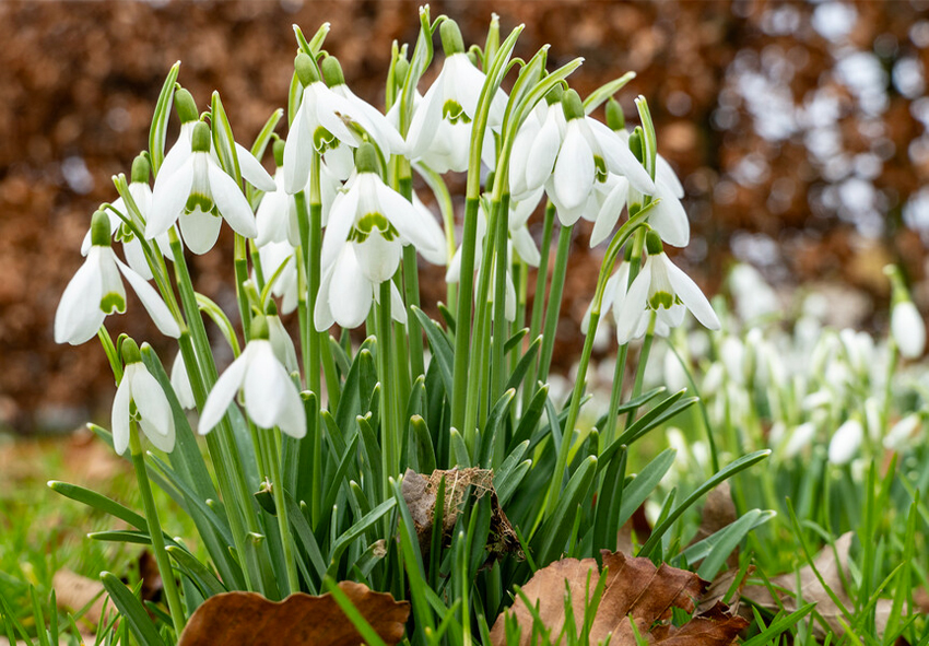 Erros a evitar no cultivo de galanthus