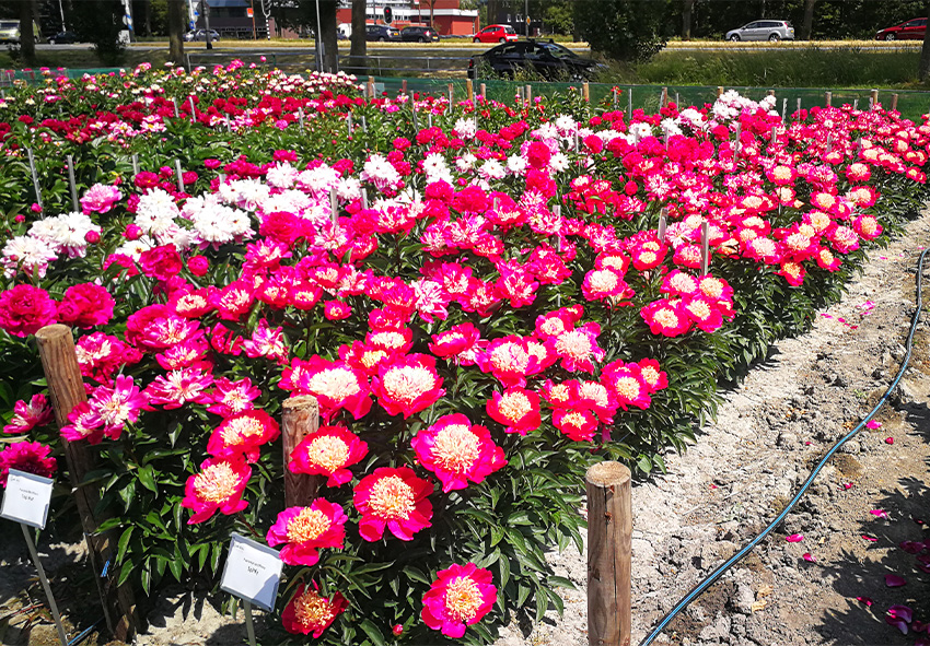 Peonies for garden paths