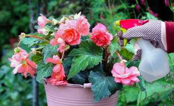 Pest and Disease Control for Begonias: Tips to Keep Your Plants Healthy