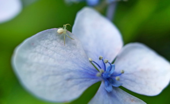 Pest and Disease Control for Hydrangeas: Best Tips for Treatment