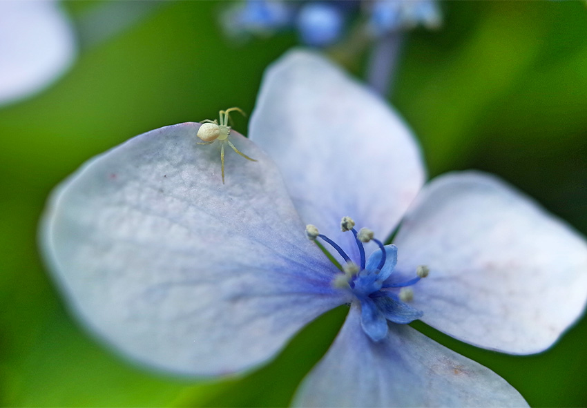 Comprehensive Guide to Pest and Disease Control for Hydrangeas