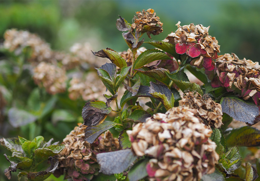 pedir bulbos de hortensia online