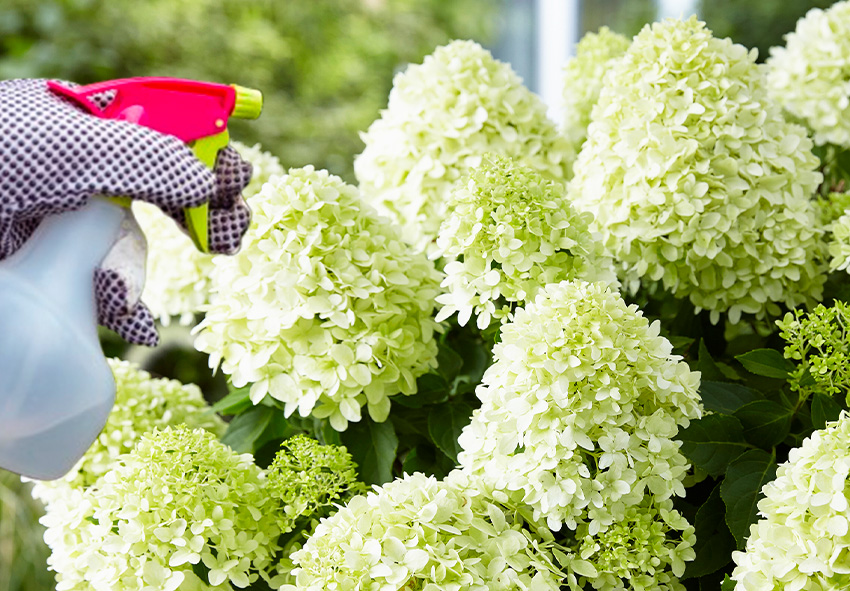 Tratamientos químicos para hortensias