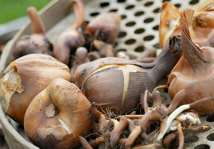 Bollen van colchicum voorbereiden