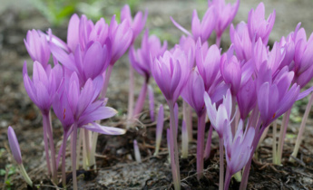 Planting Winter and Spring Blooming Colchicums: Tips for Vibrant Seasonal Blooms