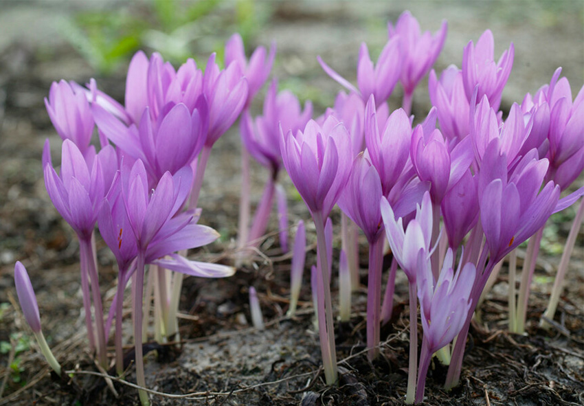 colchicum bollen online bestellen