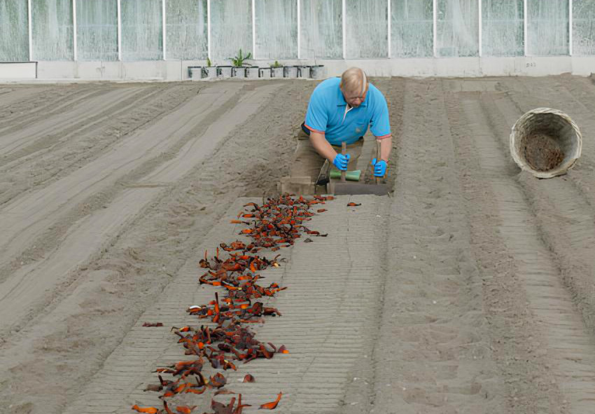 Bollen planten