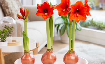 How to Prepare Wax Amaryllis to Rebloom: Comprehensive Manual