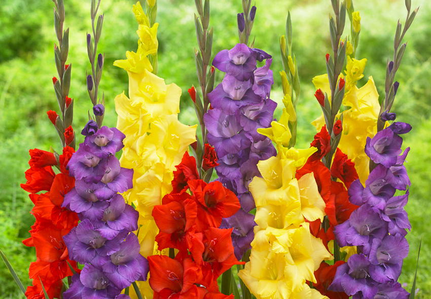 best gladioli for garden design