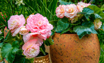 Begonien pflanzen: Tipps zur Bodenbearbeitung und Pflege für eine üppige Blüte