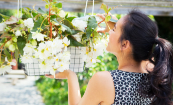 Begonien pflanzen: Tipps zur Bodenbearbeitung und Pflege für eine üppige Blüte