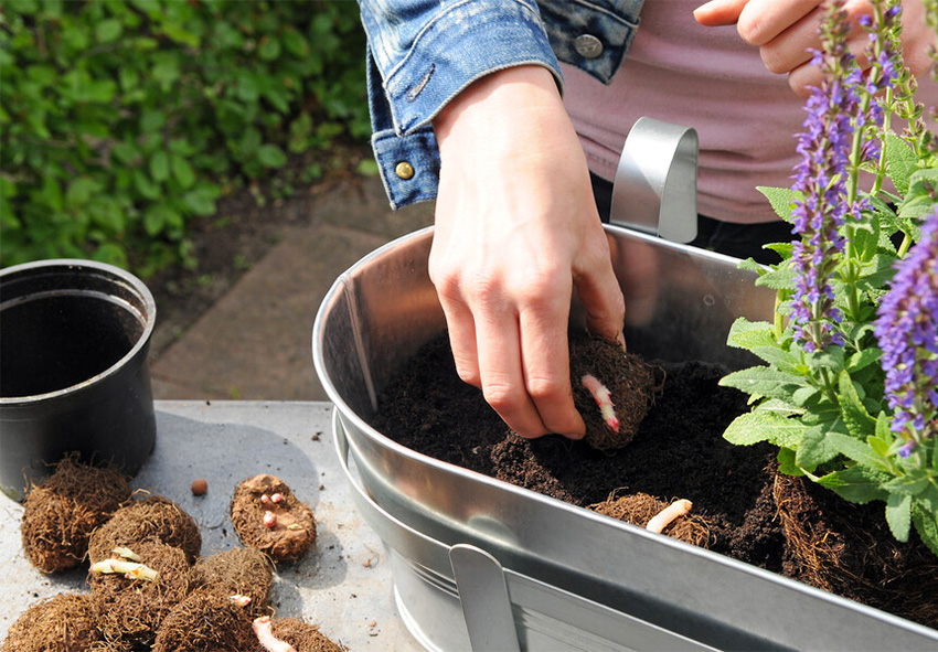 Forberedelse af begoniaknolde til plantning