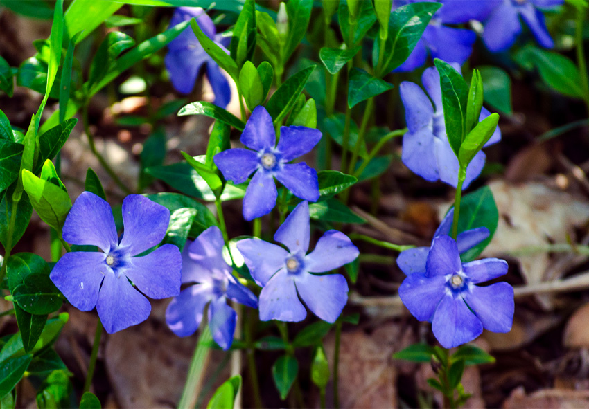 native and non-native plants for erosion control