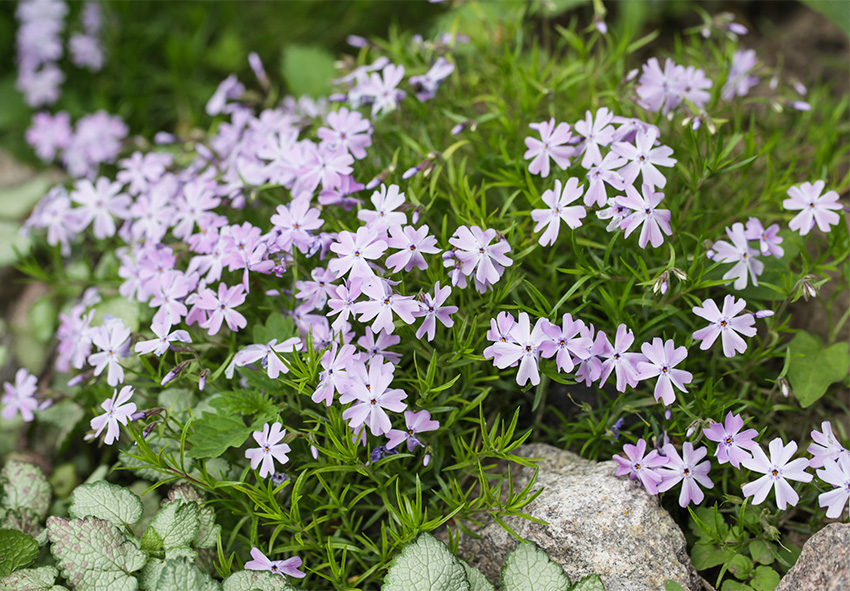 Plants for erosion control