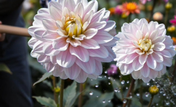 High-Maintenance Dahlias: Special Varieties and How to Care for Them