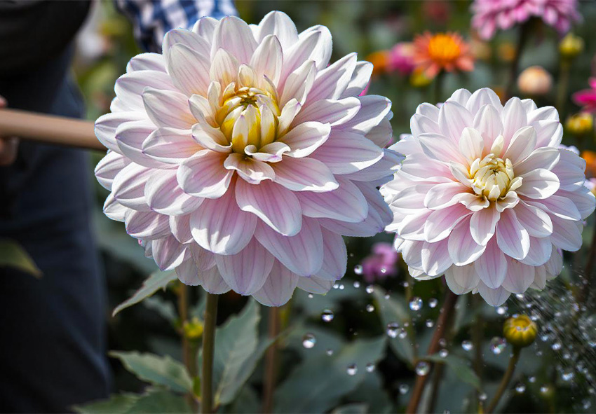 beställ middagsplatta dahlia lökar online